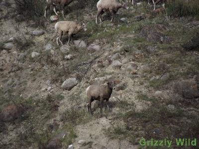 Rocky Mountain Sheep