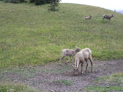 Rocky Mountain Sheep