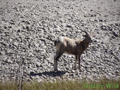 Rocky Mountain Sheep