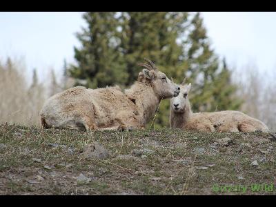 Rocky Mountain Sheep