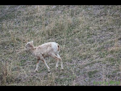 Rocky Mountain Sheep