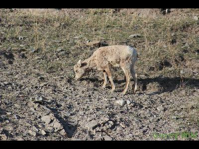 Rocky Mountain Sheep