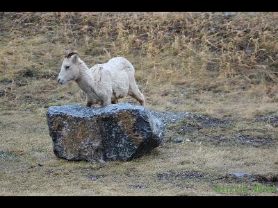 Rocky Mountain Sheep