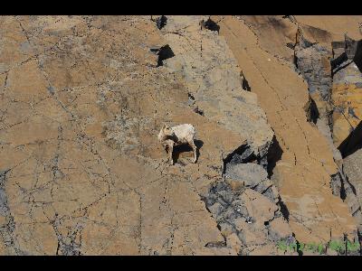 Rocky Mountain Sheep