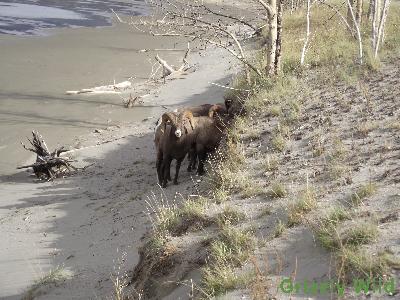 Rocky Mountain Sheep