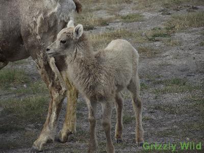 Rocky Mountain Sheep