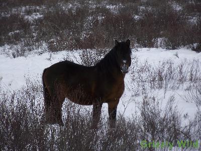 Wild Horses