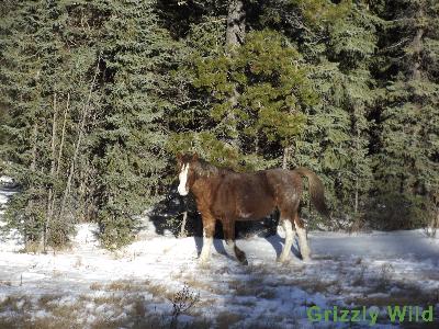 Wild Horses