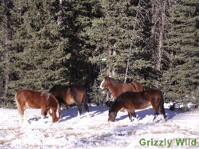 Wild Horses