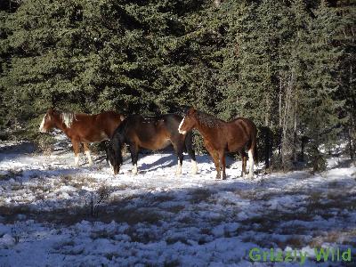 Wild Horses