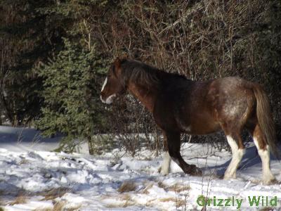 Wild Horses