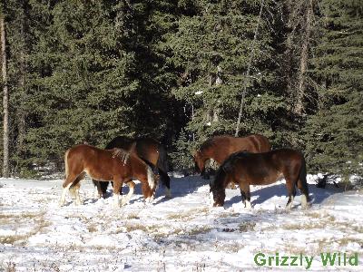 Wild Horses