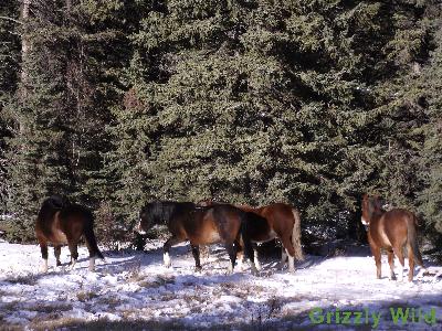 Wild Horses