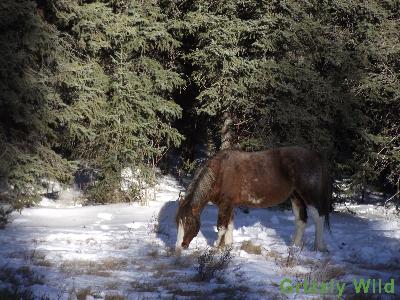 Wild Horses