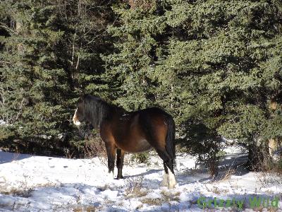 Wild Horses