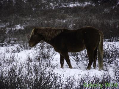 Wild Horses