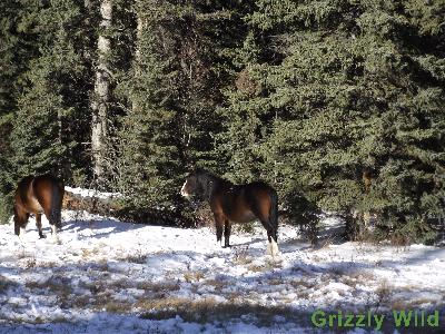 Wild Horses