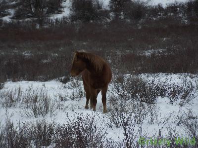 Wild Horses