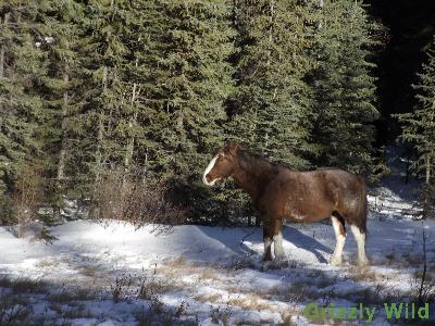 Wild Horses