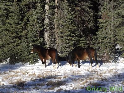 Wild Horses