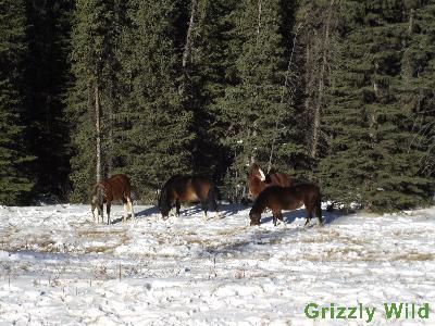 Wild Horses