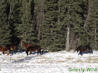 Wild Horses