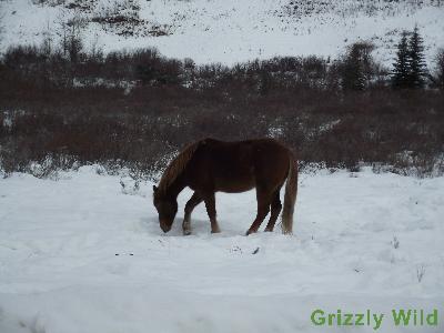 Wild Horses