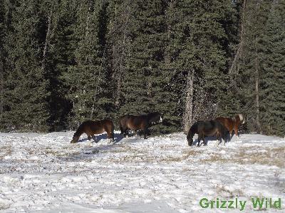 Wild Horses