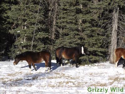 Wild Horses