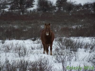 Wild Horses