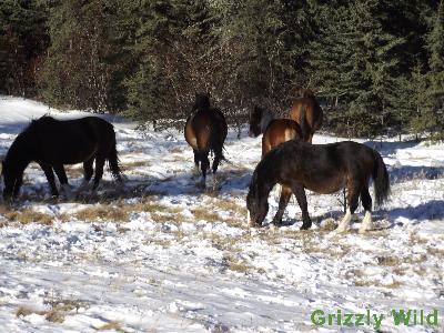 Wild Horses