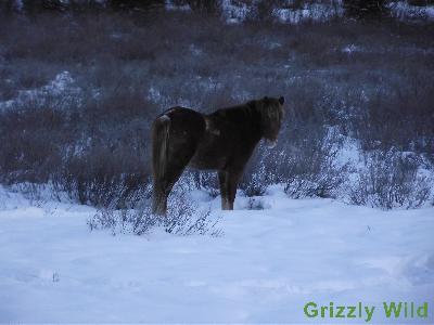 Wild Horses