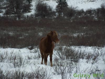 Wild Horses