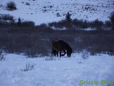 Wild Horses