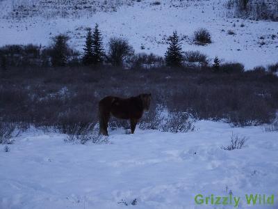 Wild Horses