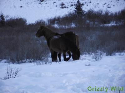 Wild Horses