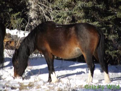 Wild Horses