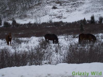 Wild Horses