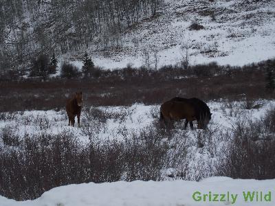 Wild Horses