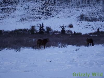 Wild Horses