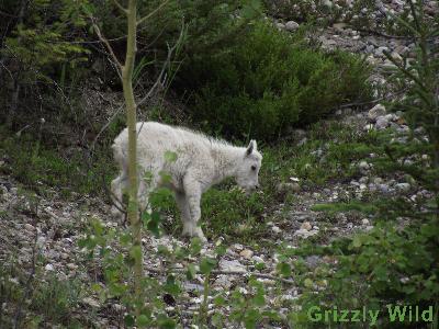 Rocky Mountain Goats