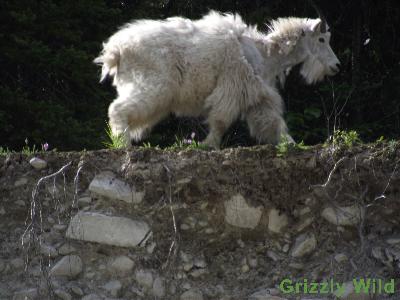 Rocky Mountain Goats