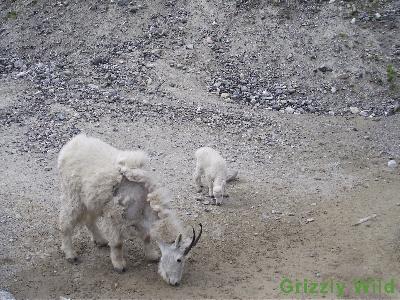 Rocky Mountain Goats