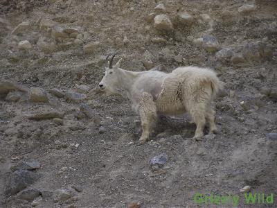 Rocky Mountain Goats