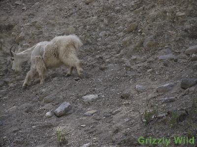 Rocky Mountain Goats