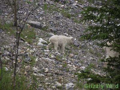 Rocky Mountain Goats