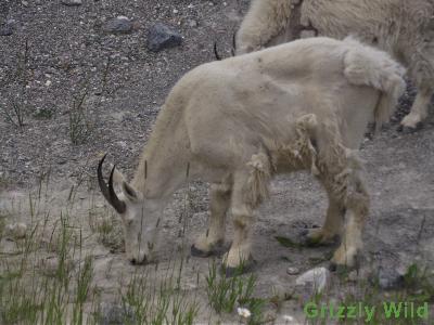 Rocky Mountain Goats