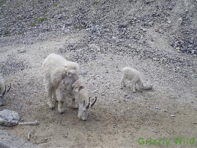 Rocky Mountain Goats