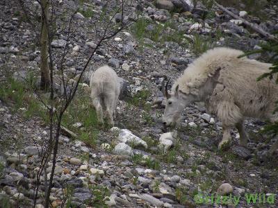 Rocky Mountain Goats