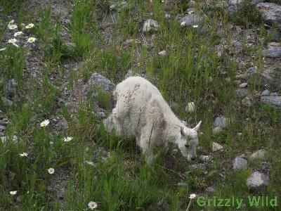 Rocky Mountain Goats